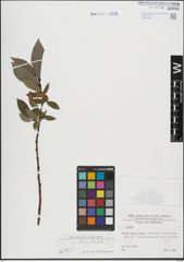 Foto von Salix hastata L.